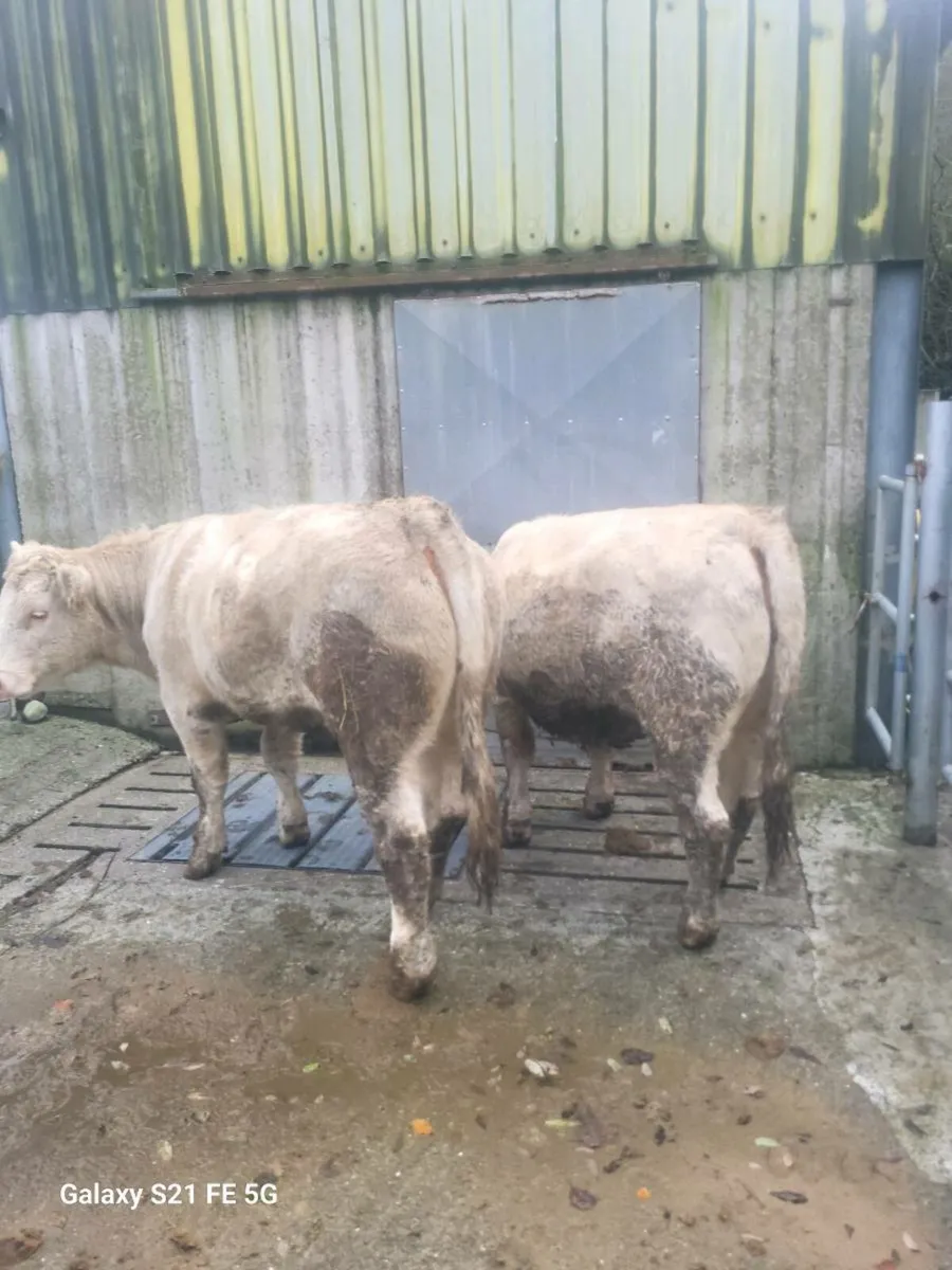 Pbr charlaois heifers - Image 3