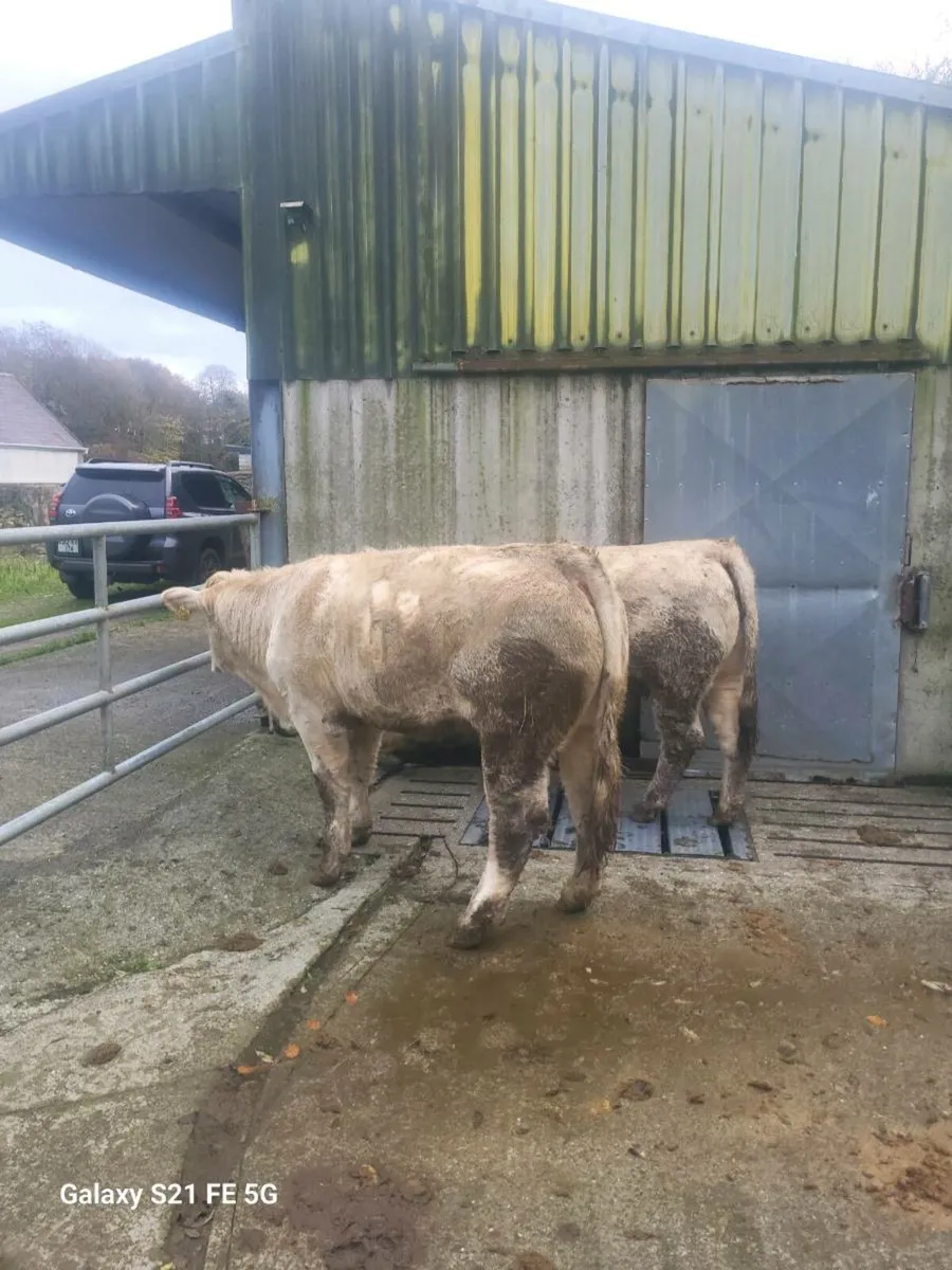 Pbr charlaois heifers - Image 4