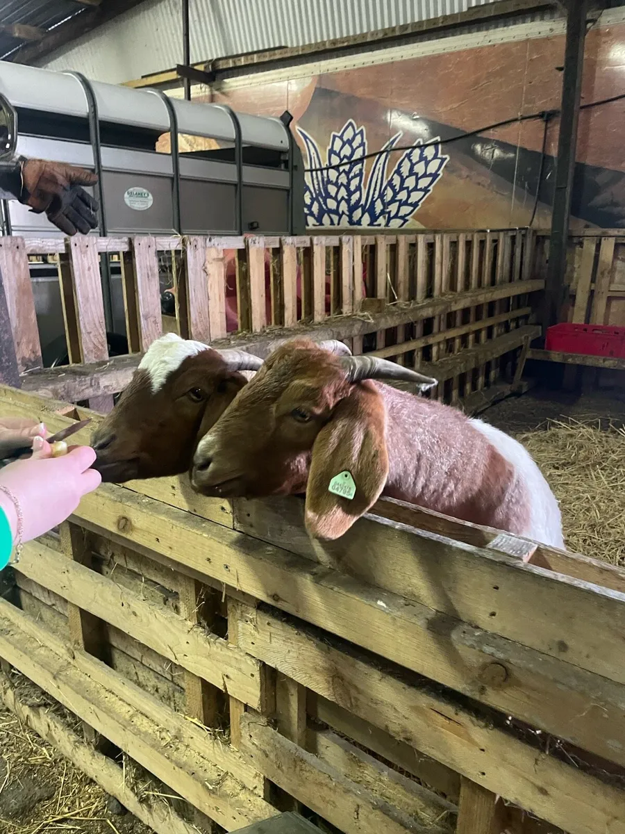 2 pbnr  female boar goats for sale - Image 1