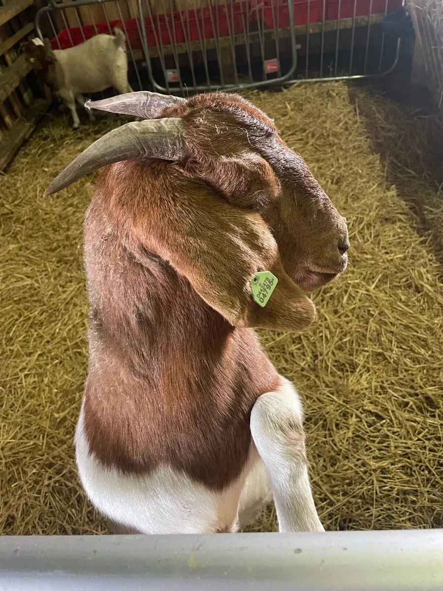 2 pbnr  female boar goats for sale - Image 2