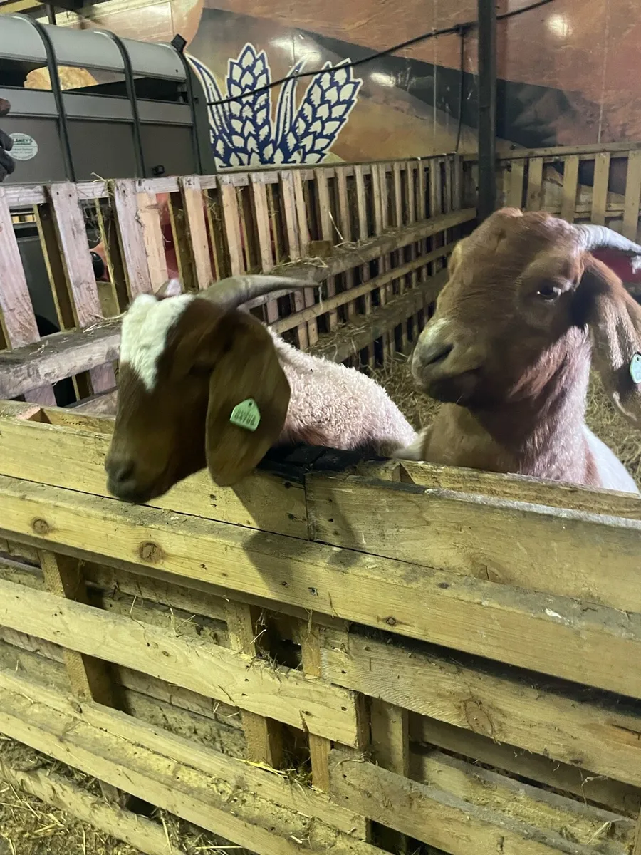 2 pbnr  female boar goats for sale - Image 3