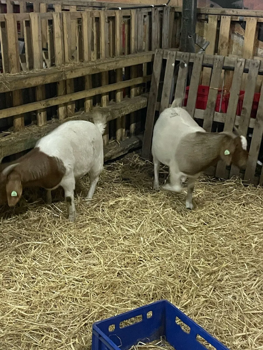 2 pbnr  female boar goats for sale - Image 4