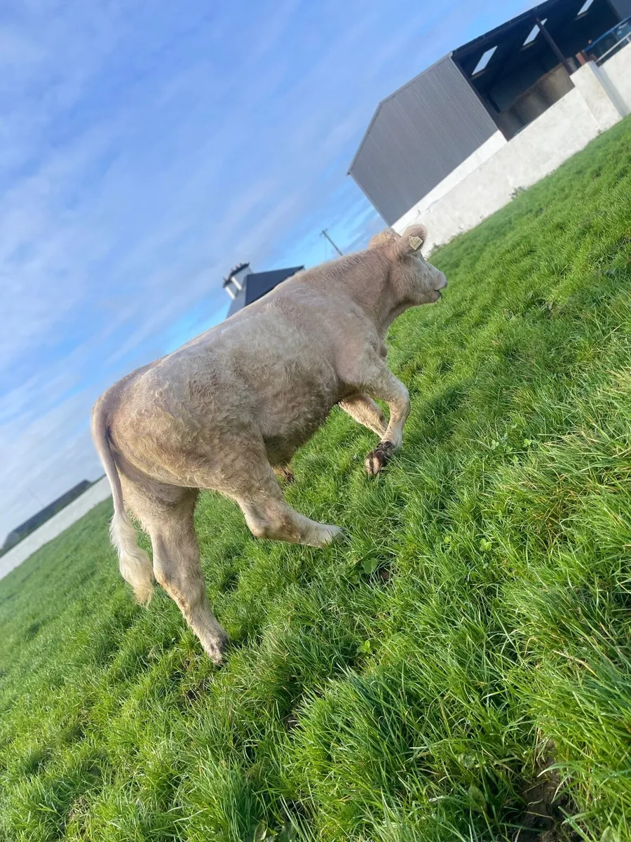 PBR Charolais Weanling Bull - Image 2