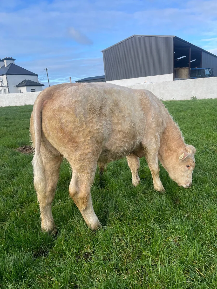 PBR Charolais Weanling Bull - Image 1