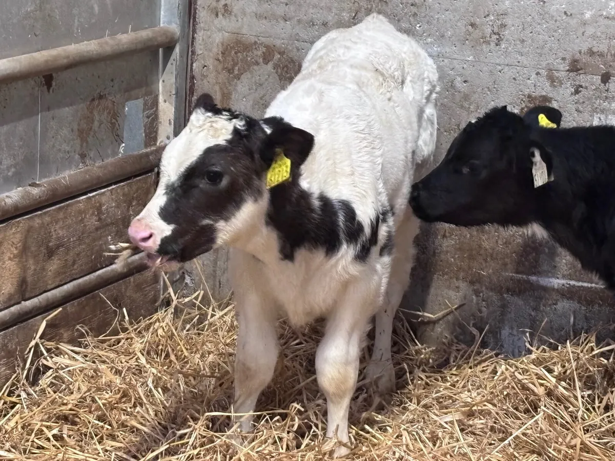 2 smashing belgium blue calves for sale - Image 2