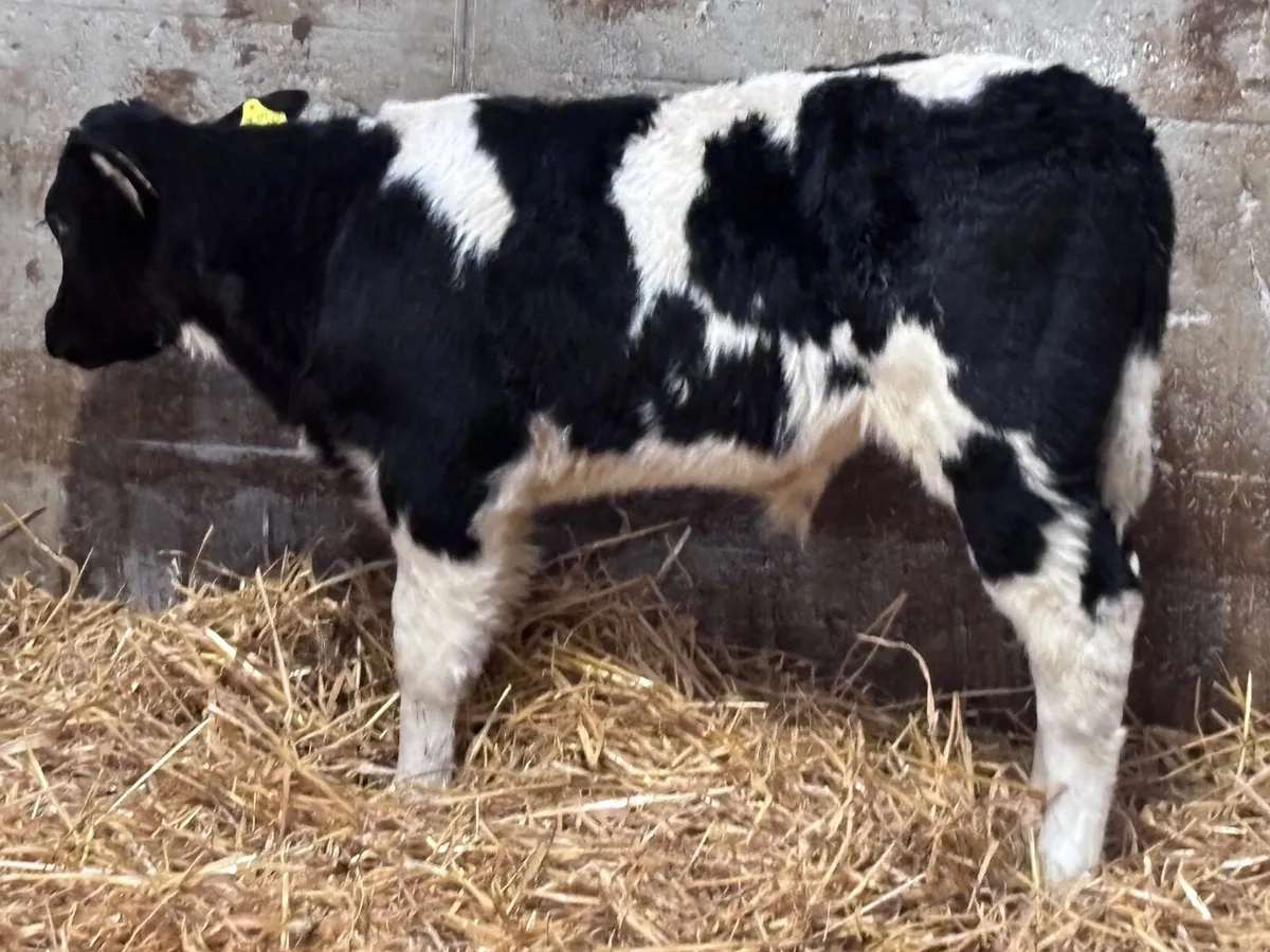 2 smashing belgium blue calves for sale - Image 3