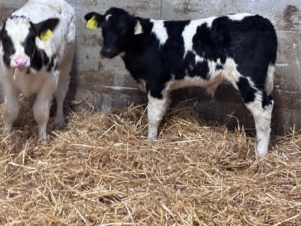 2 smashing belgium blue calves for sale - Image 4