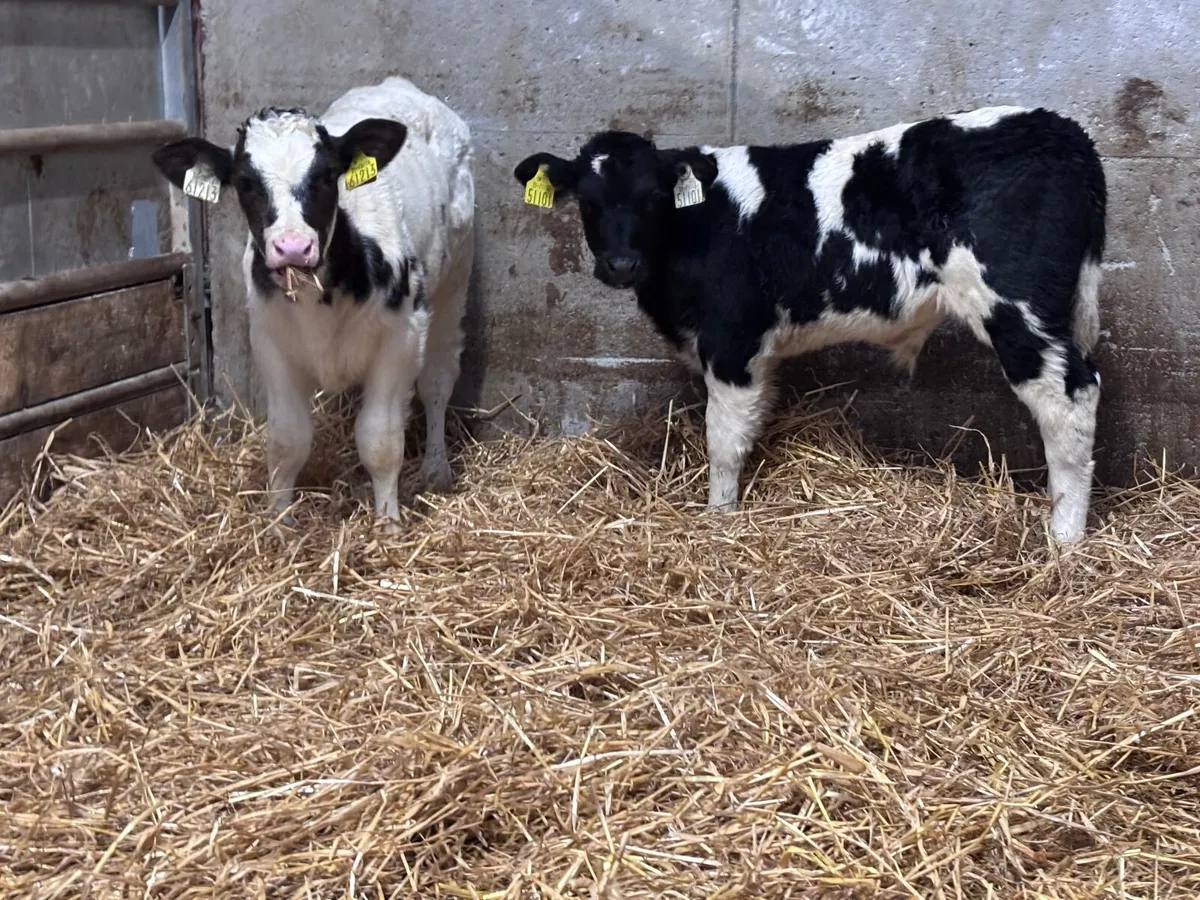 2 smashing belgium blue calves for sale - Image 1