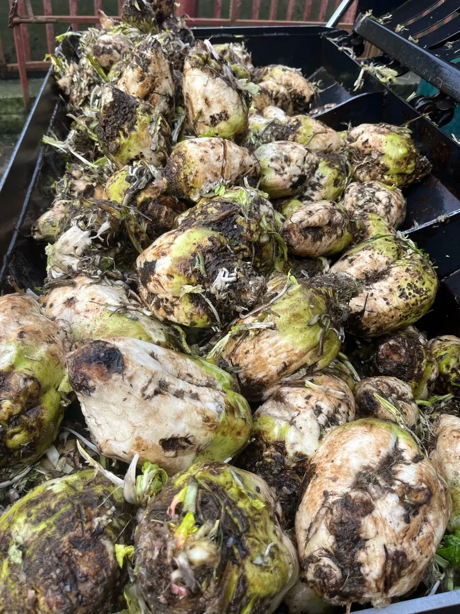 Fodderbeet - Image 2