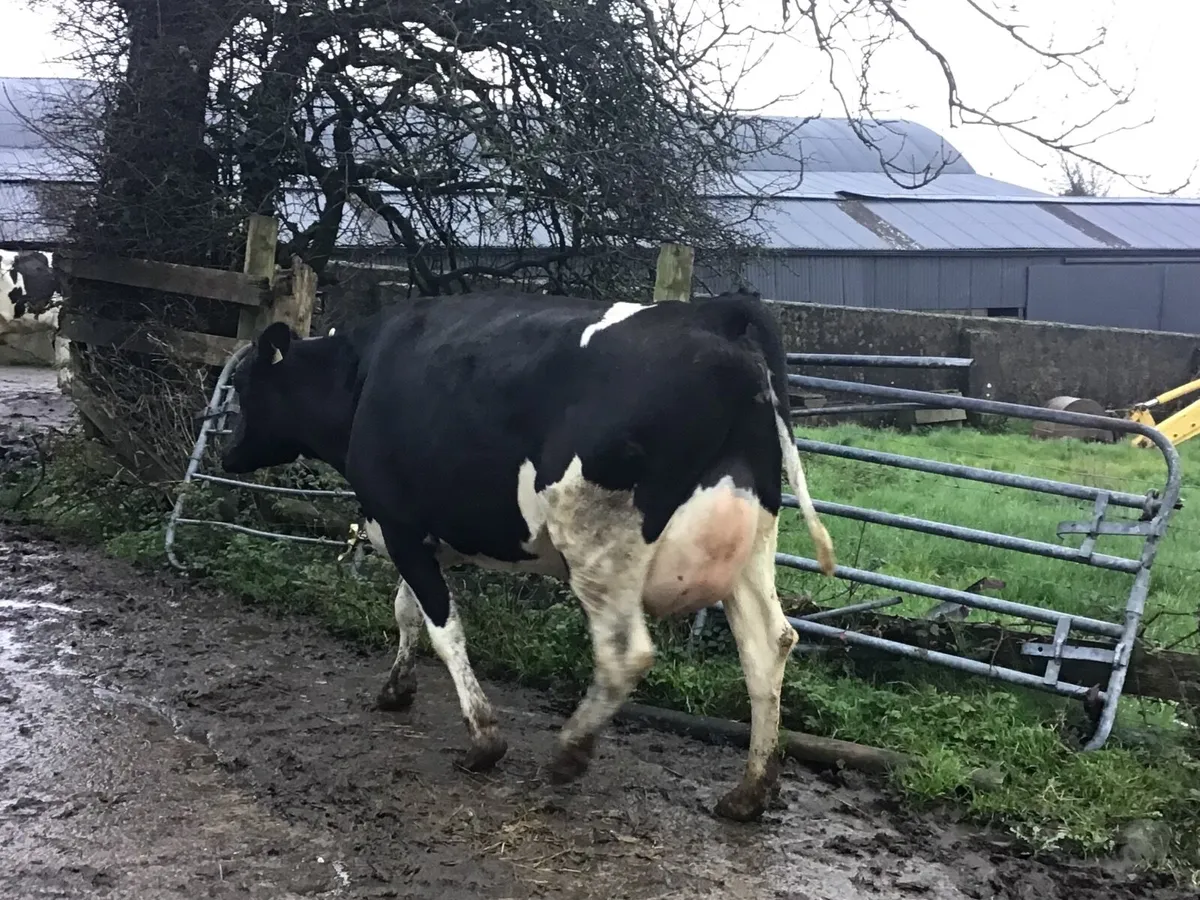 Dairy heifers - Image 1