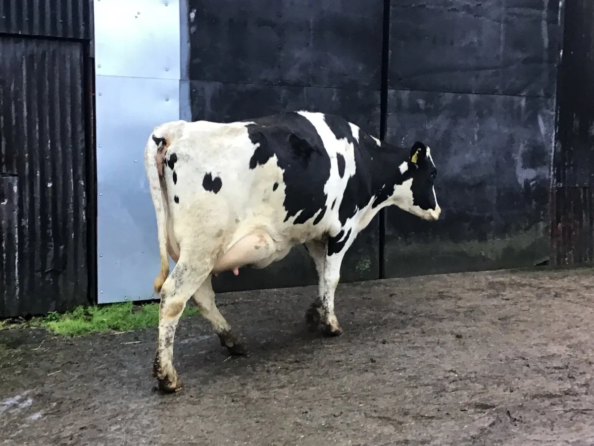 Dairy heifers - Image 2