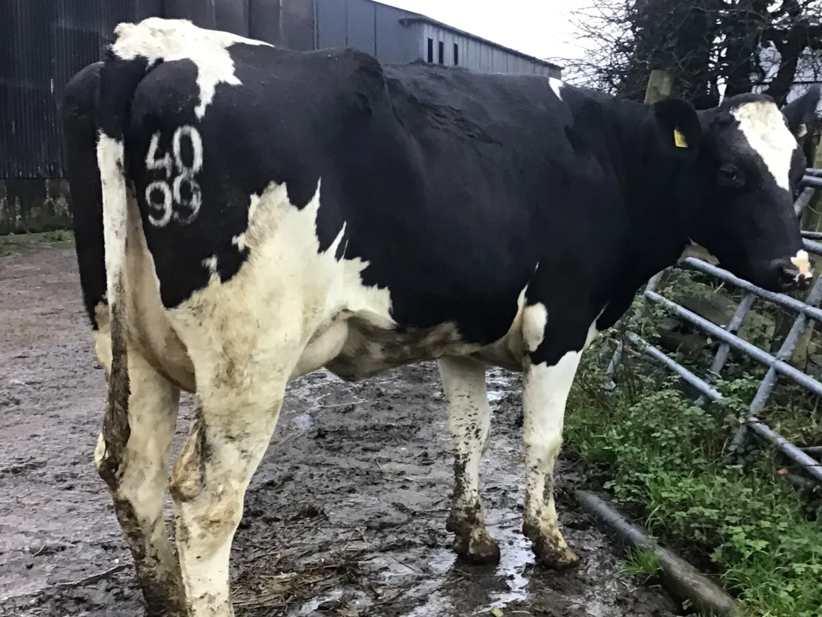 Dairy heifers - Image 3