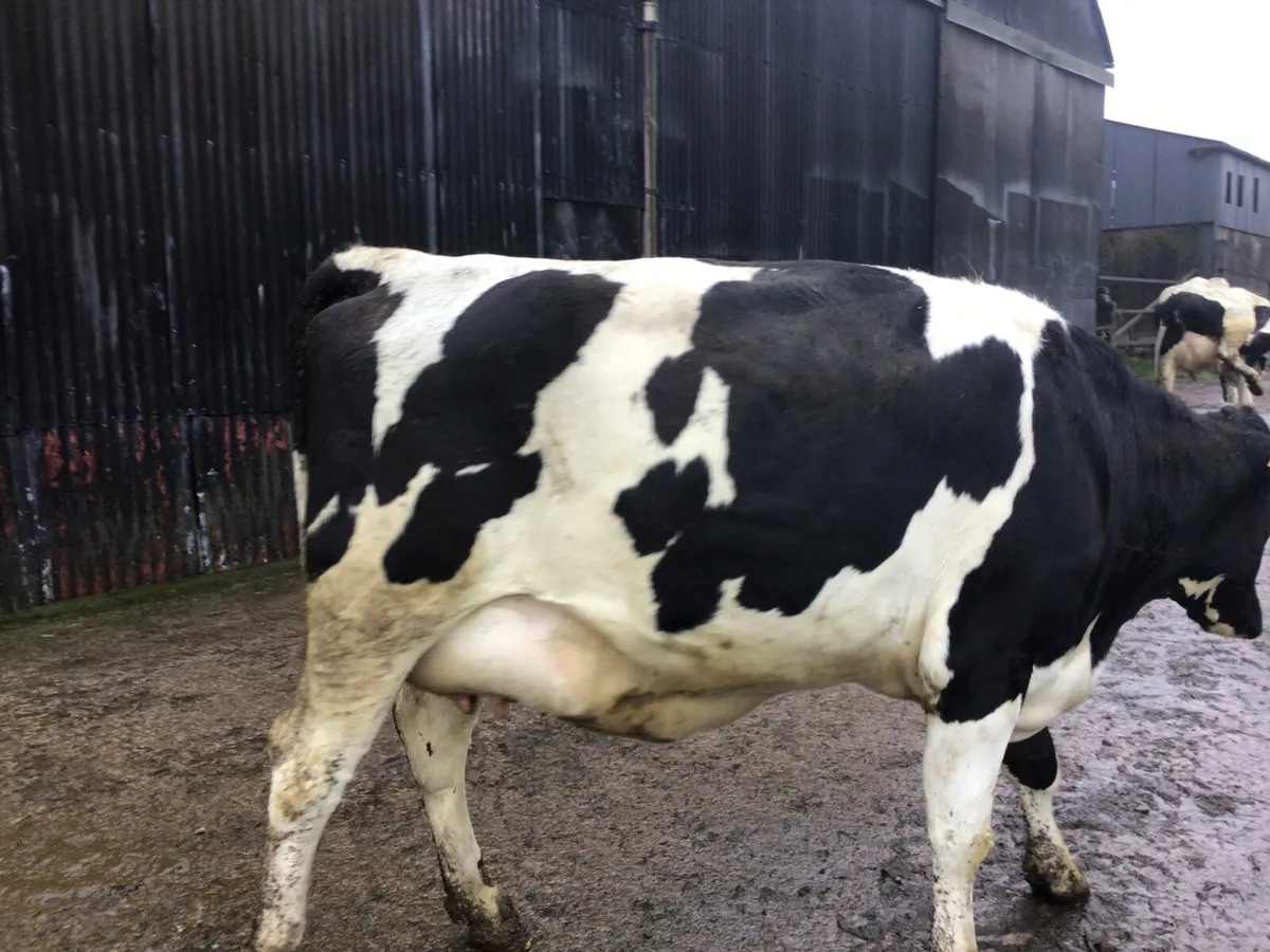 Dairy heifers - Image 4