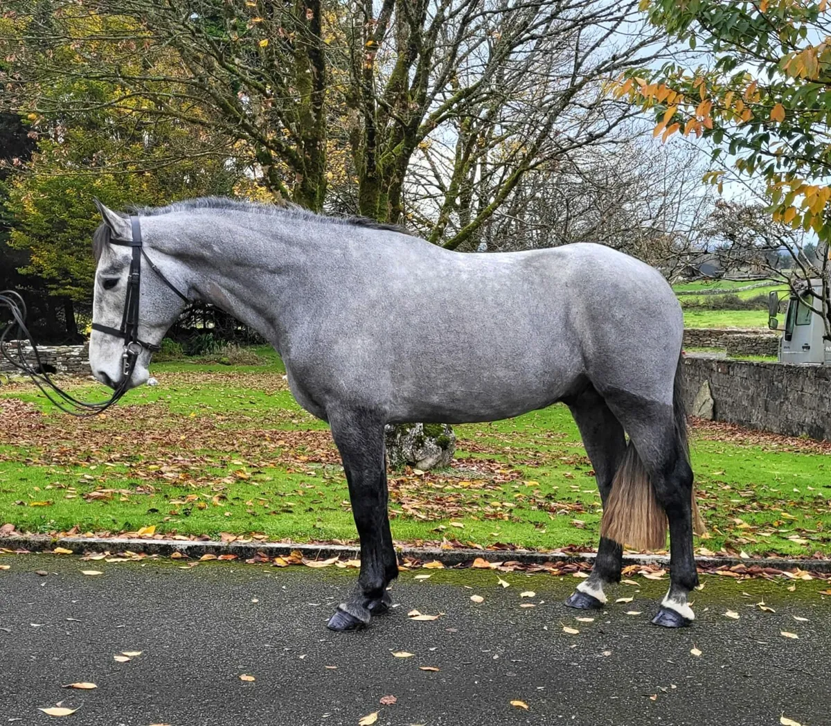 RID gelding lot 122 cavan 19th - Image 1
