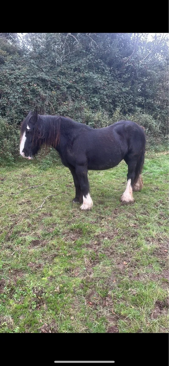 2 Mares and 2 foals - Image 1
