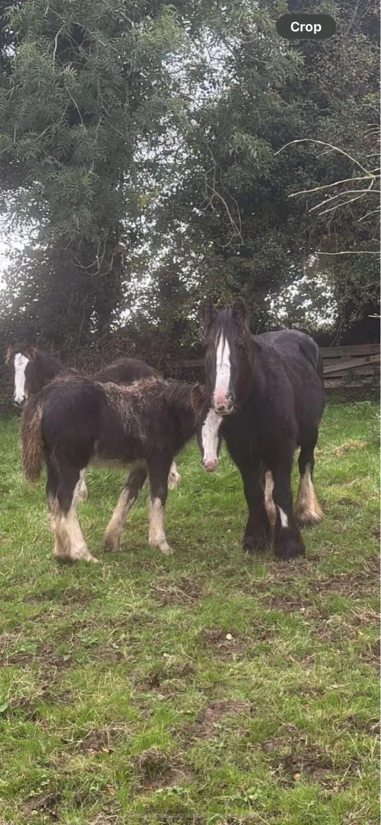 2 Mares and 2 foals - Image 2