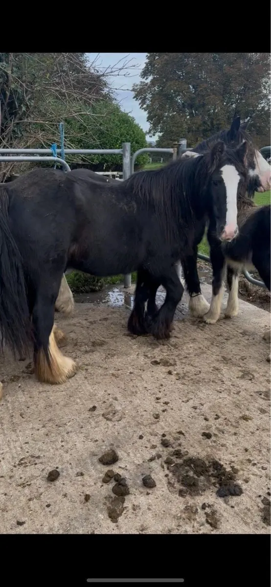 2 Mares and 2 foals - Image 3