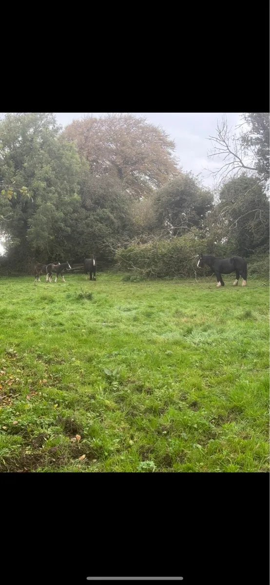2 Mares and 2 foals - Image 4