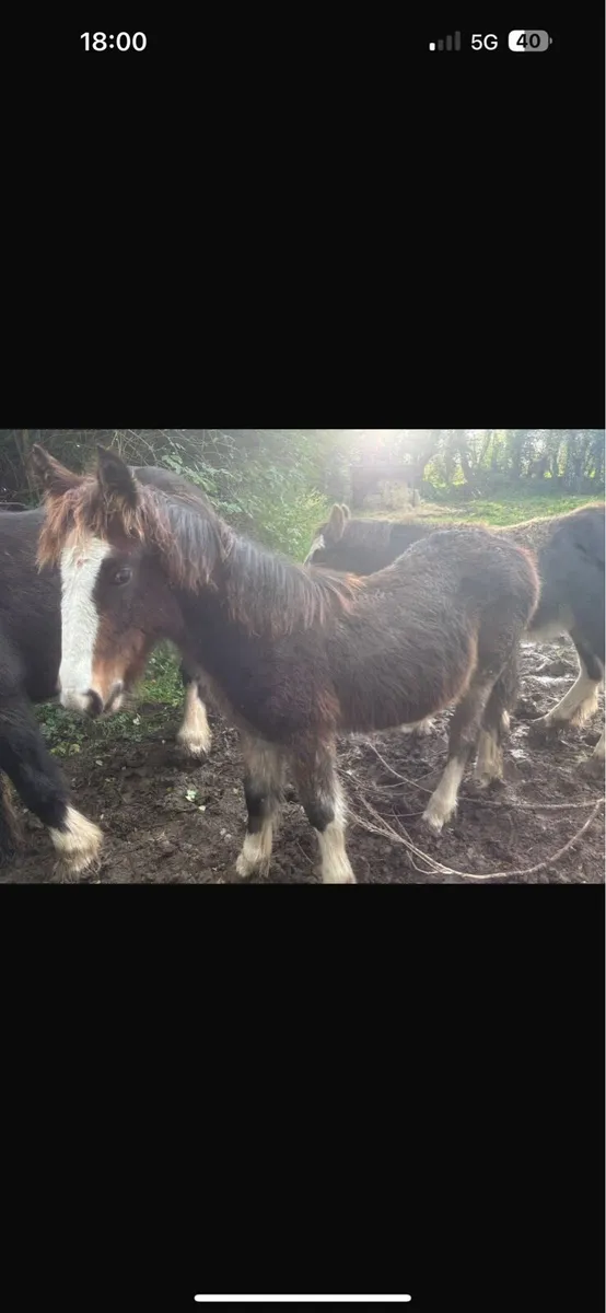 2 heavy filly foals to make 15h+ - Image 1