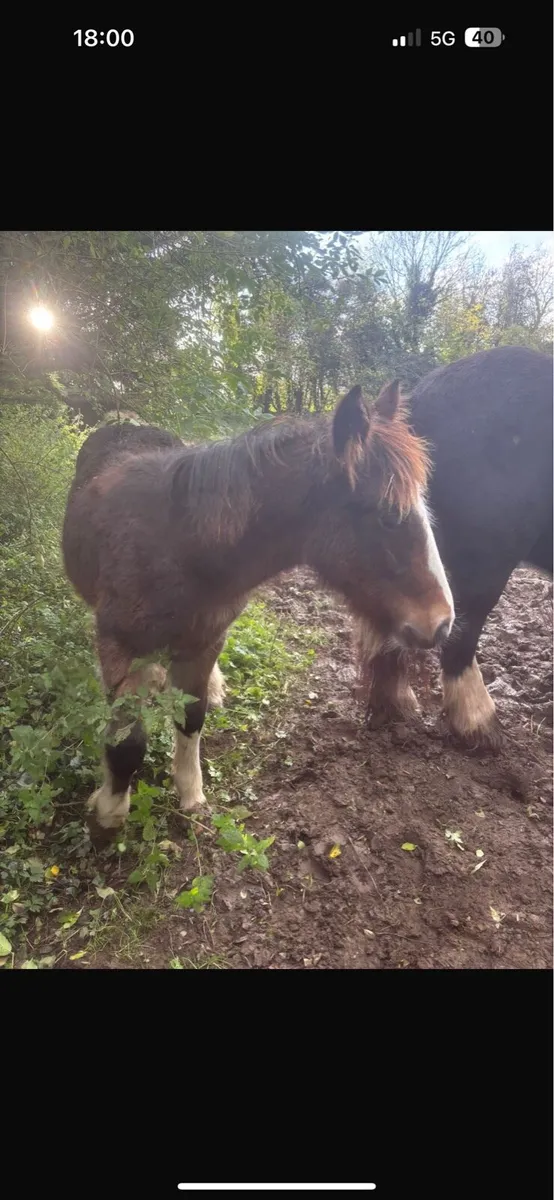 2 heavy filly foals to make 15h+ - Image 2