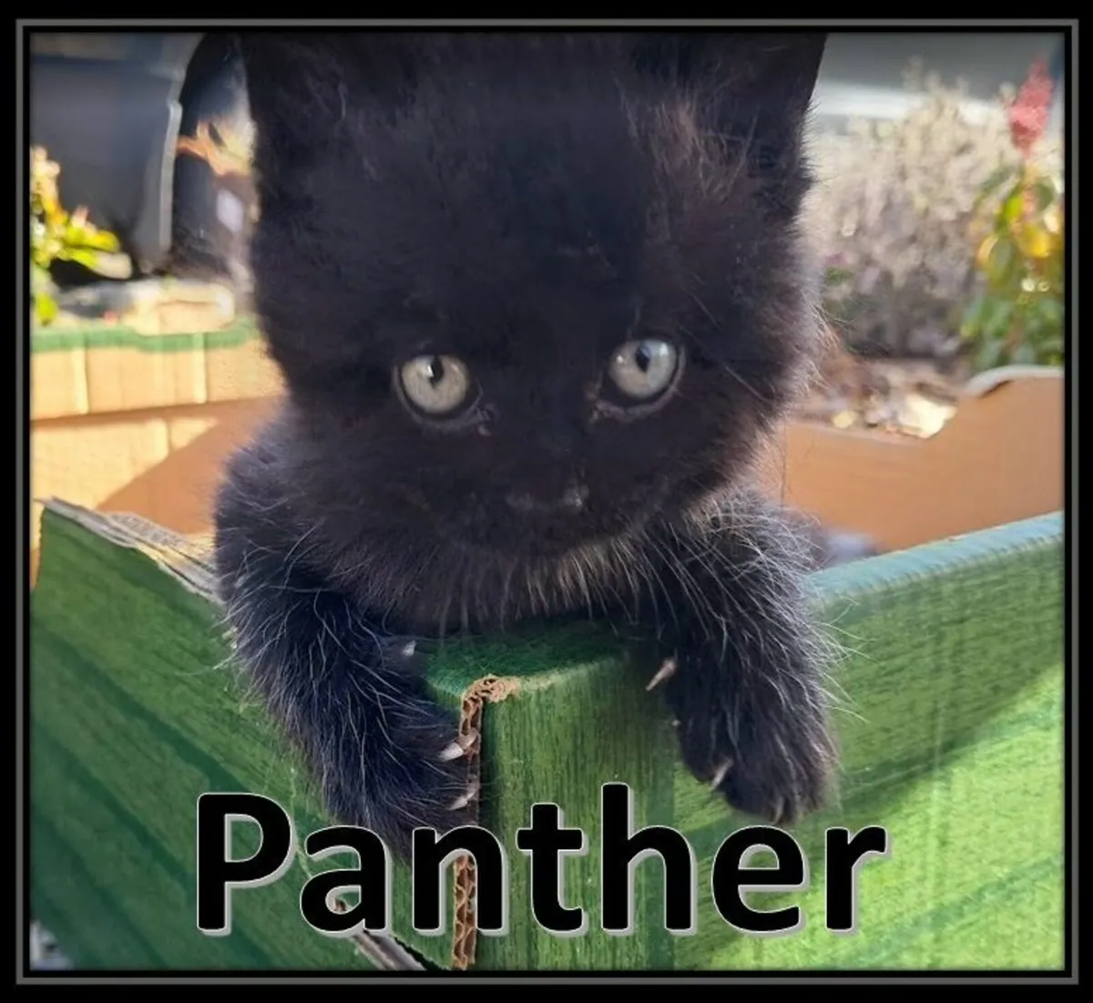 FLUFFY BLACK KITTENS FOR SALE IN KILKENNY - Image 3