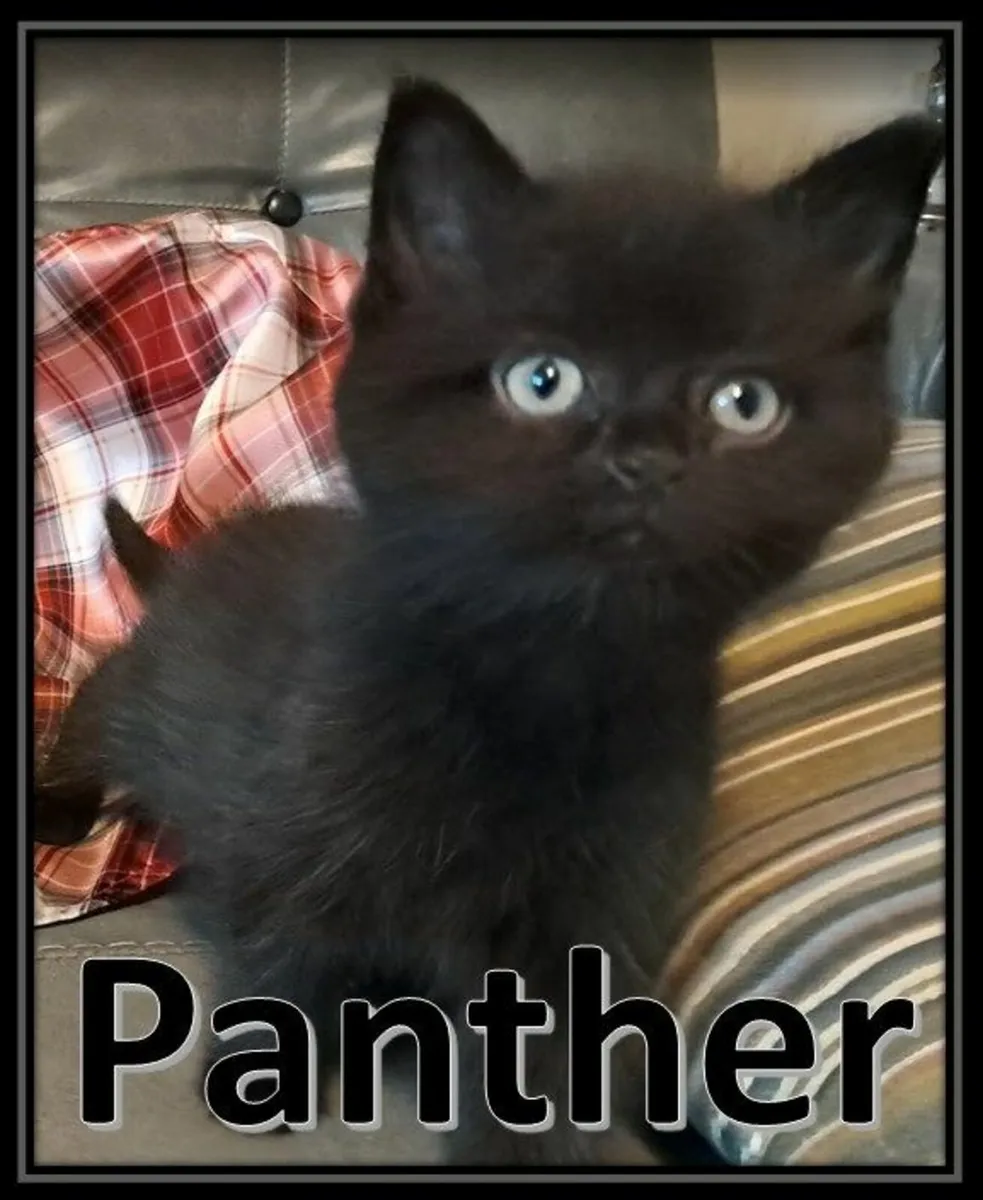 FLUFFY BLACK KITTENS FOR SALE IN KILKENNY - Image 4