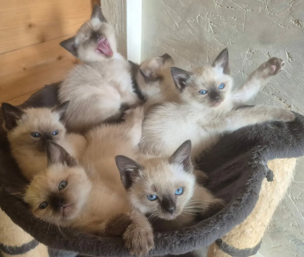 Ragdoll kittens - Image 1