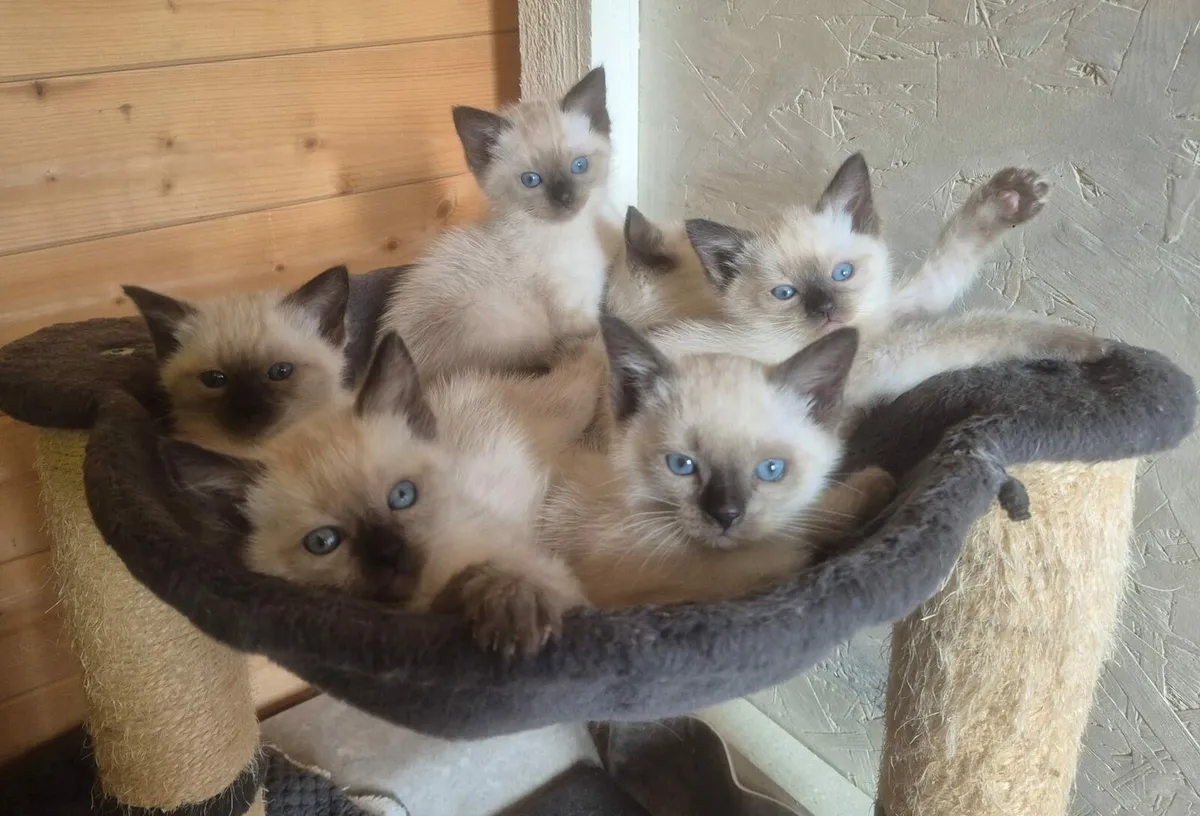 Ragdoll kittens - Image 2