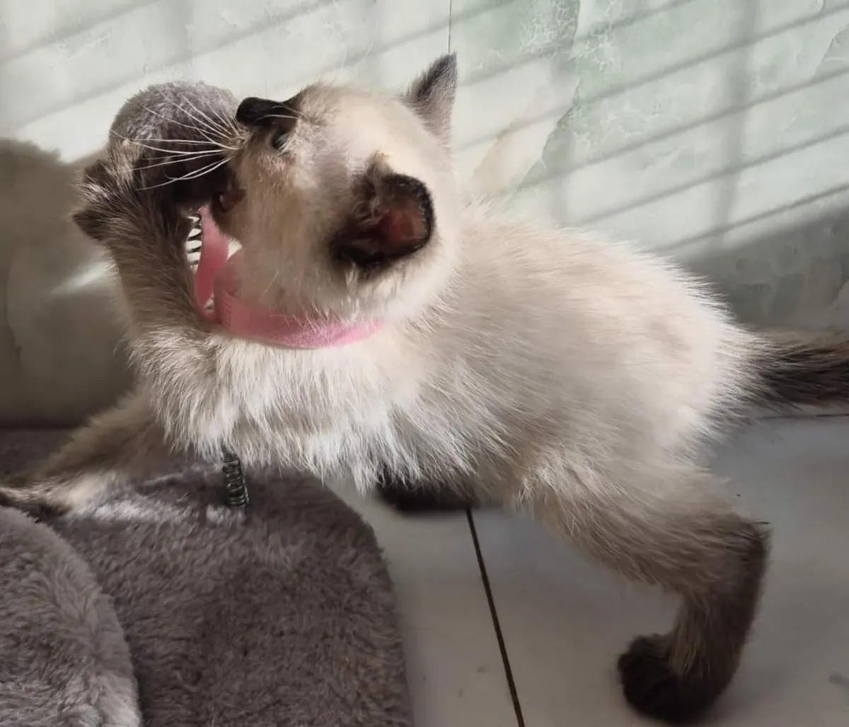 Ragdoll kittens - Image 3