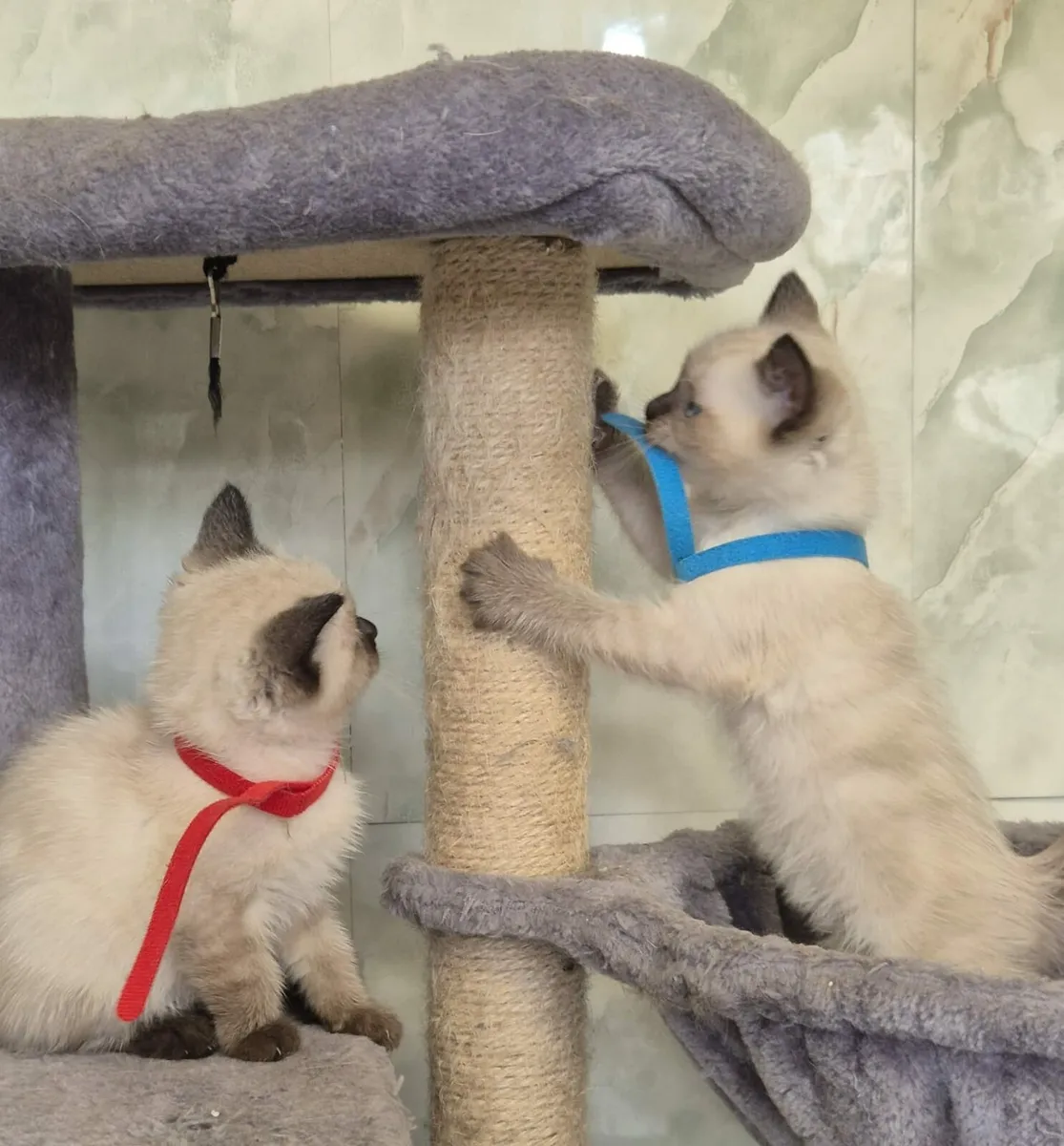 Ragdoll kittens - Image 4