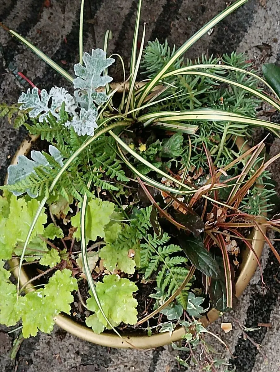 Beautiful Christmas bucket's full 2 for 15 bargain - Image 2