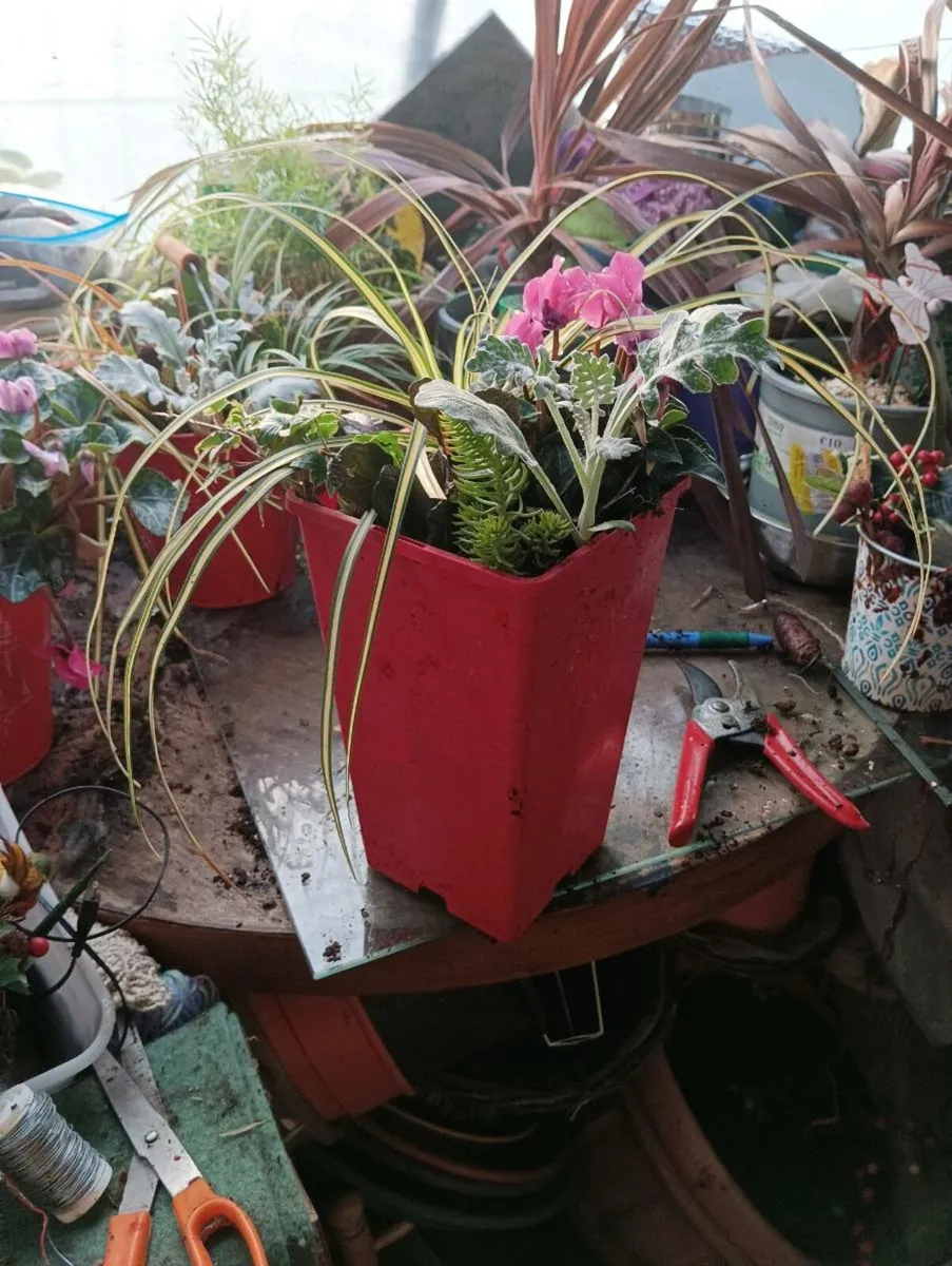 Beautiful Christmas bucket's full 2 for 15 bargain - Image 3