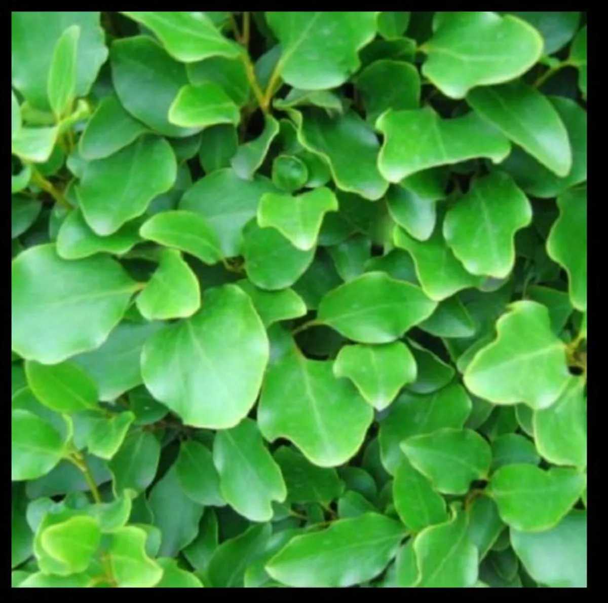 Griselinia Hedging Plants