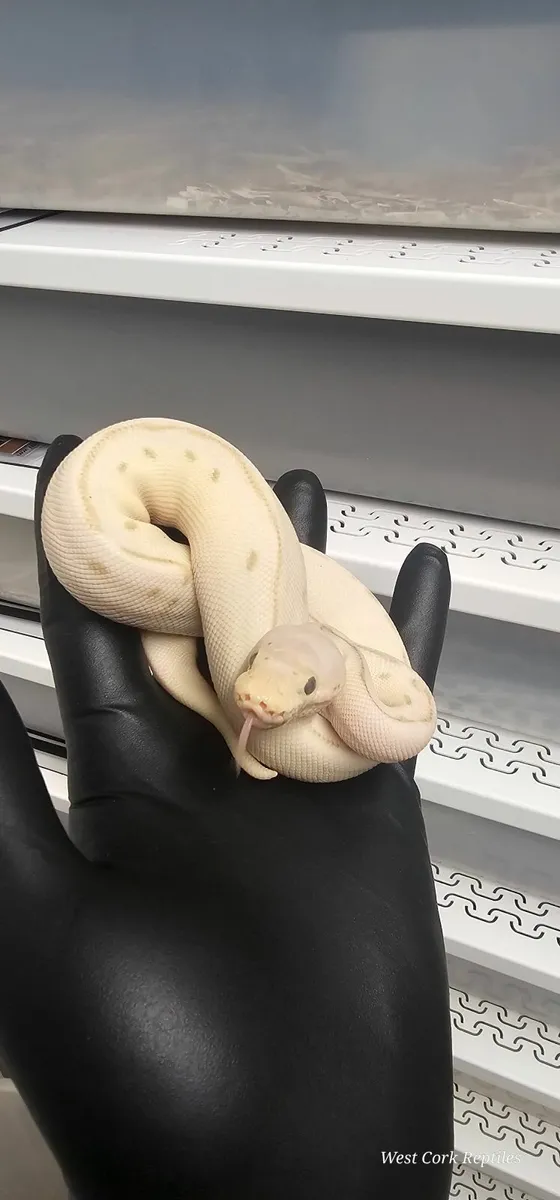 Ball python - Image 1