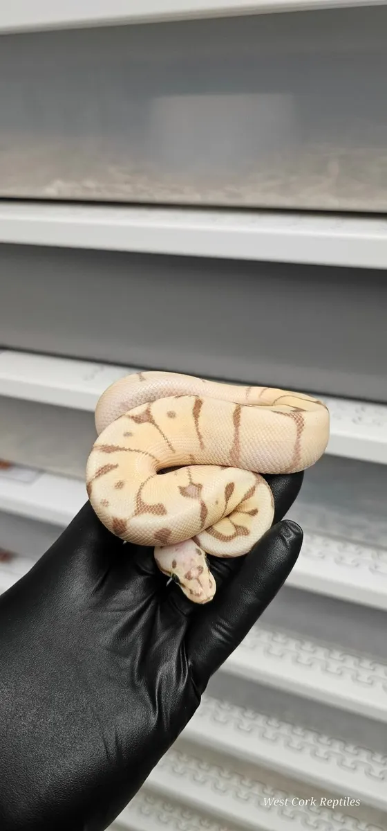Ball python - Image 2
