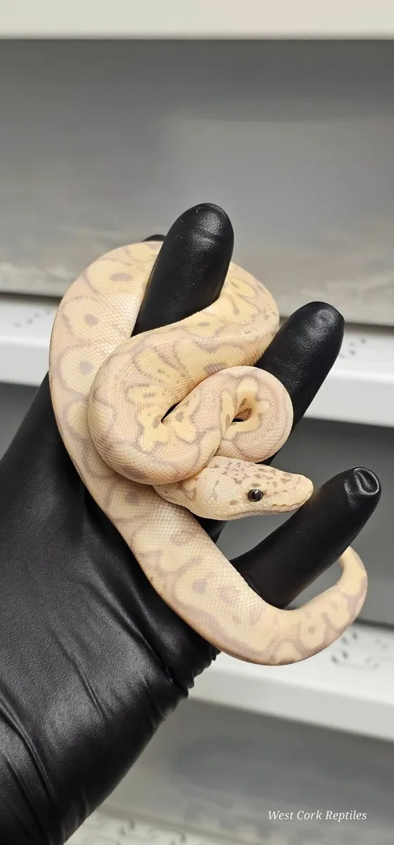 Ball python - Image 3