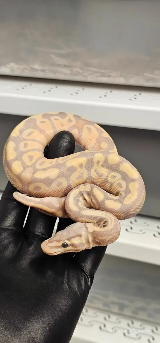 Ball python - Image 4