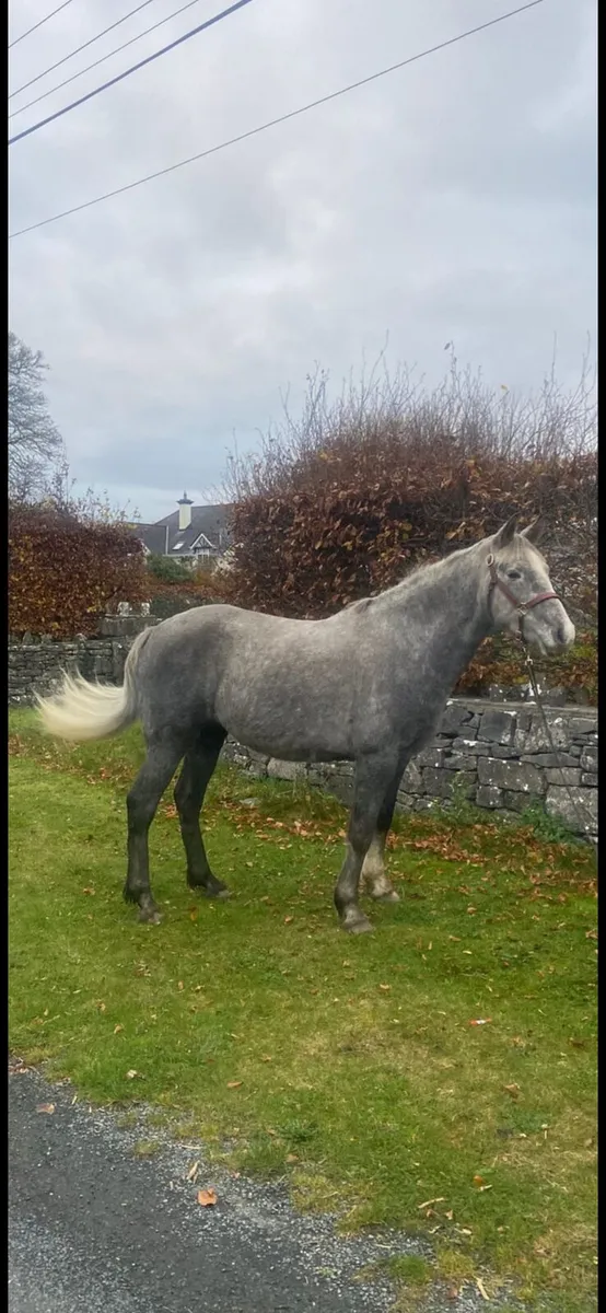 Irish Draft - Image 1