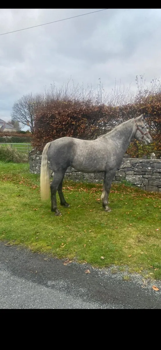 Irish Draft - Image 2