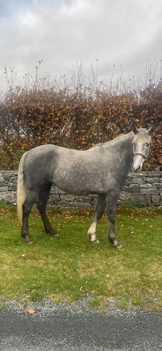 Irish Draft - Image 3