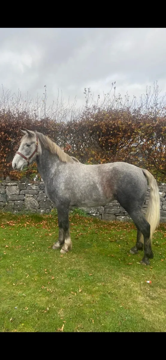 Irish Draft - Image 4