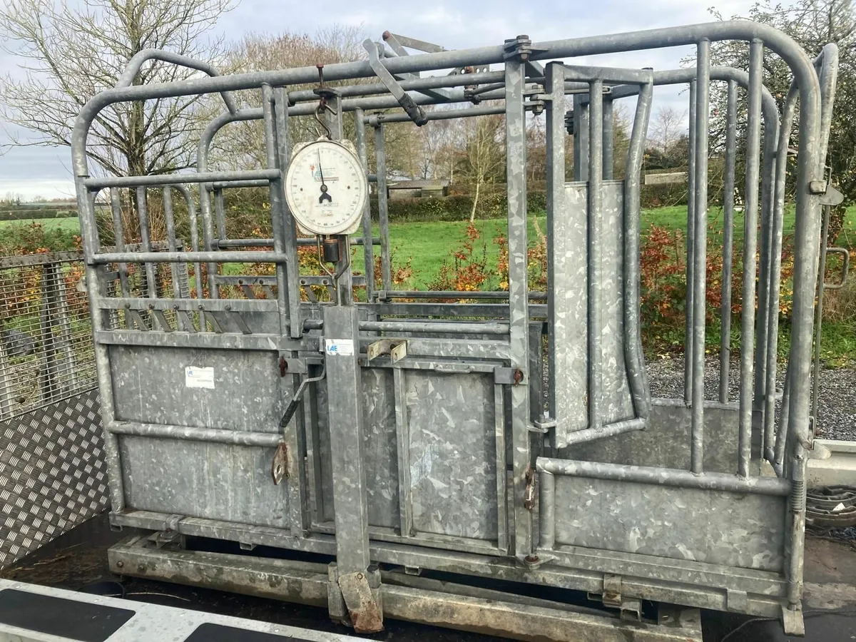 IAE Mobile cattle crush with weighing scales - Image 2
