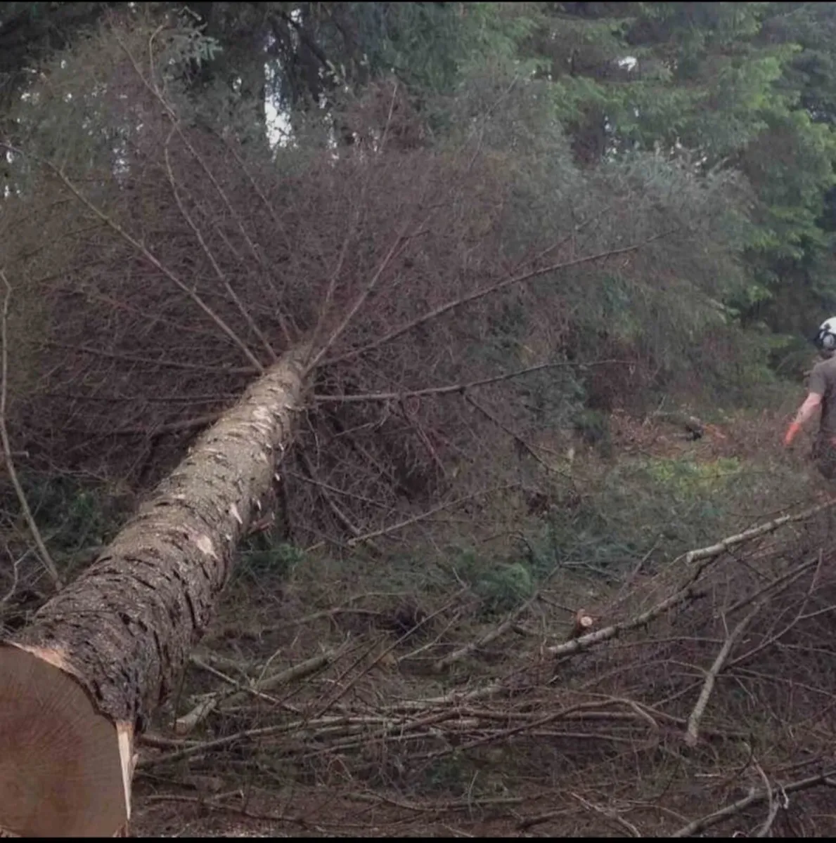 Tree felling and removal - Image 1