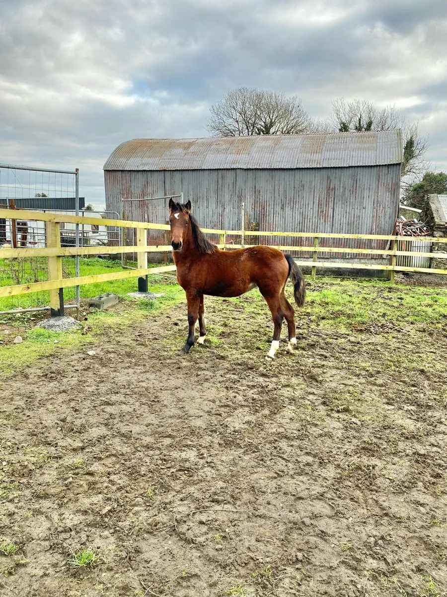 Connemara filly - Image 1