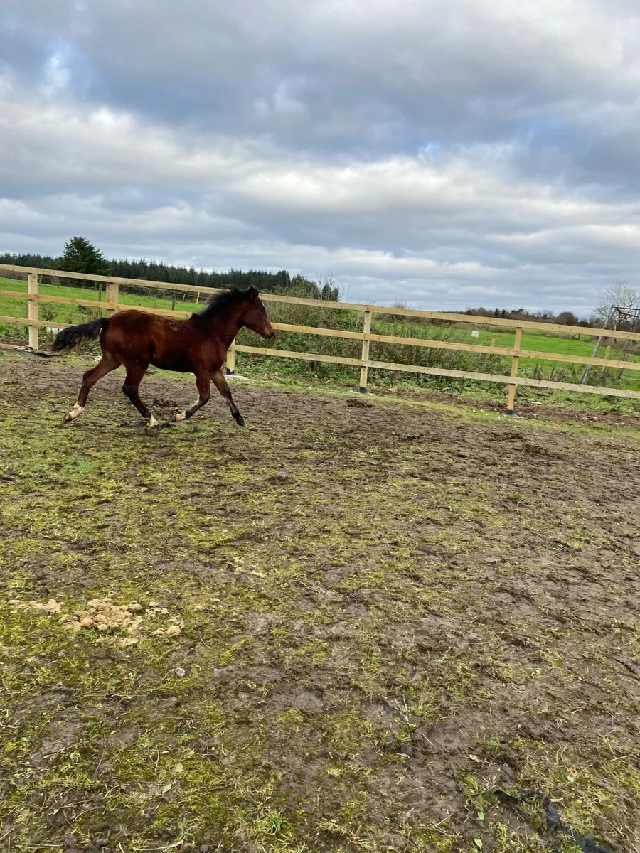 Connemara filly - Image 3
