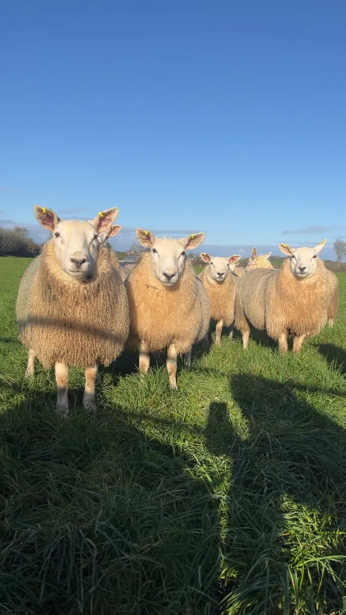 Ewe Lambs - Image 1