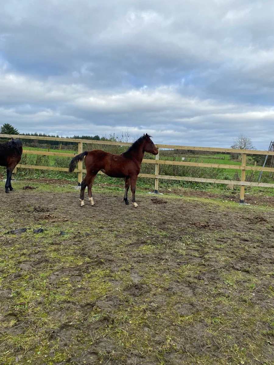 Connemara filly - Image 4