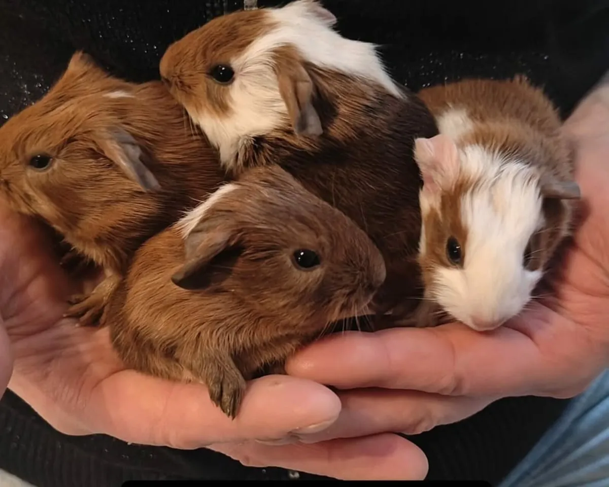 Guinea pigs