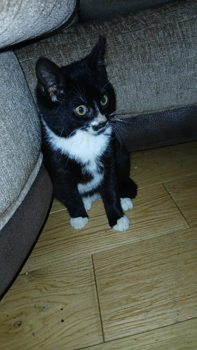 Kitten - Image 2