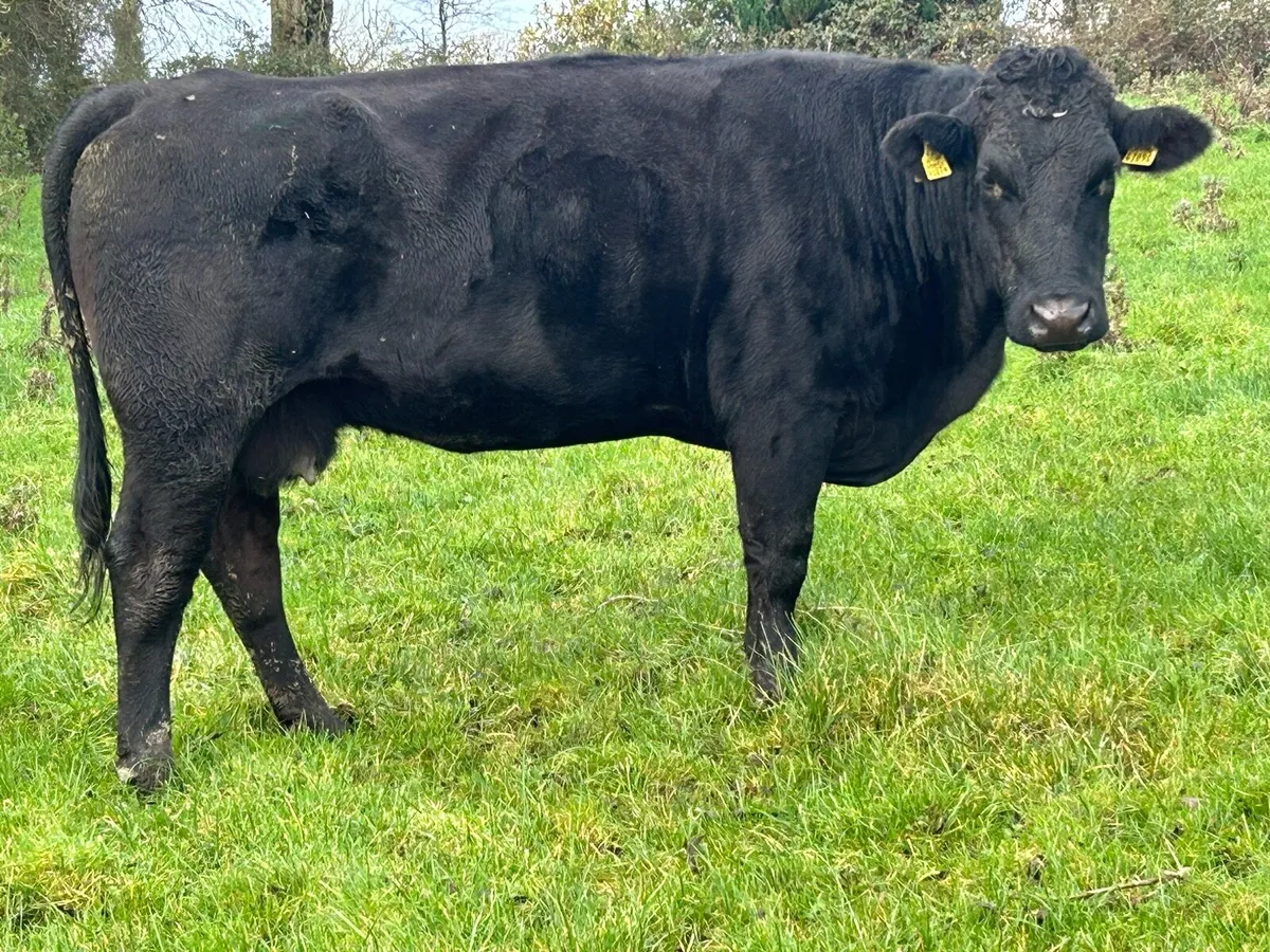 2 second calving suckler cows - Image 2